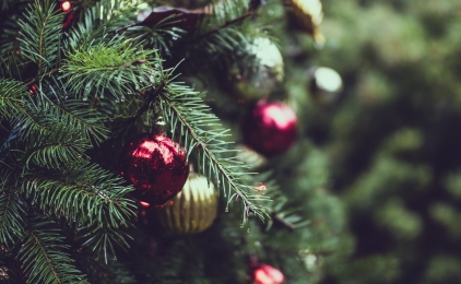 Welke kerstboom haal je het best in huis? 