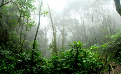 Tropisch hout uit BraziliÃ«: de legaliteit onder de loep