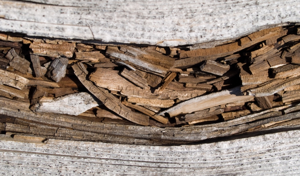 Hoe herken je oppervlakteschimmels bij hout? >